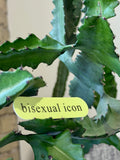 “bisexual icon” Vinyl Sticker